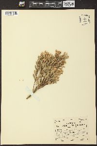 Leucopogon parviflorus image