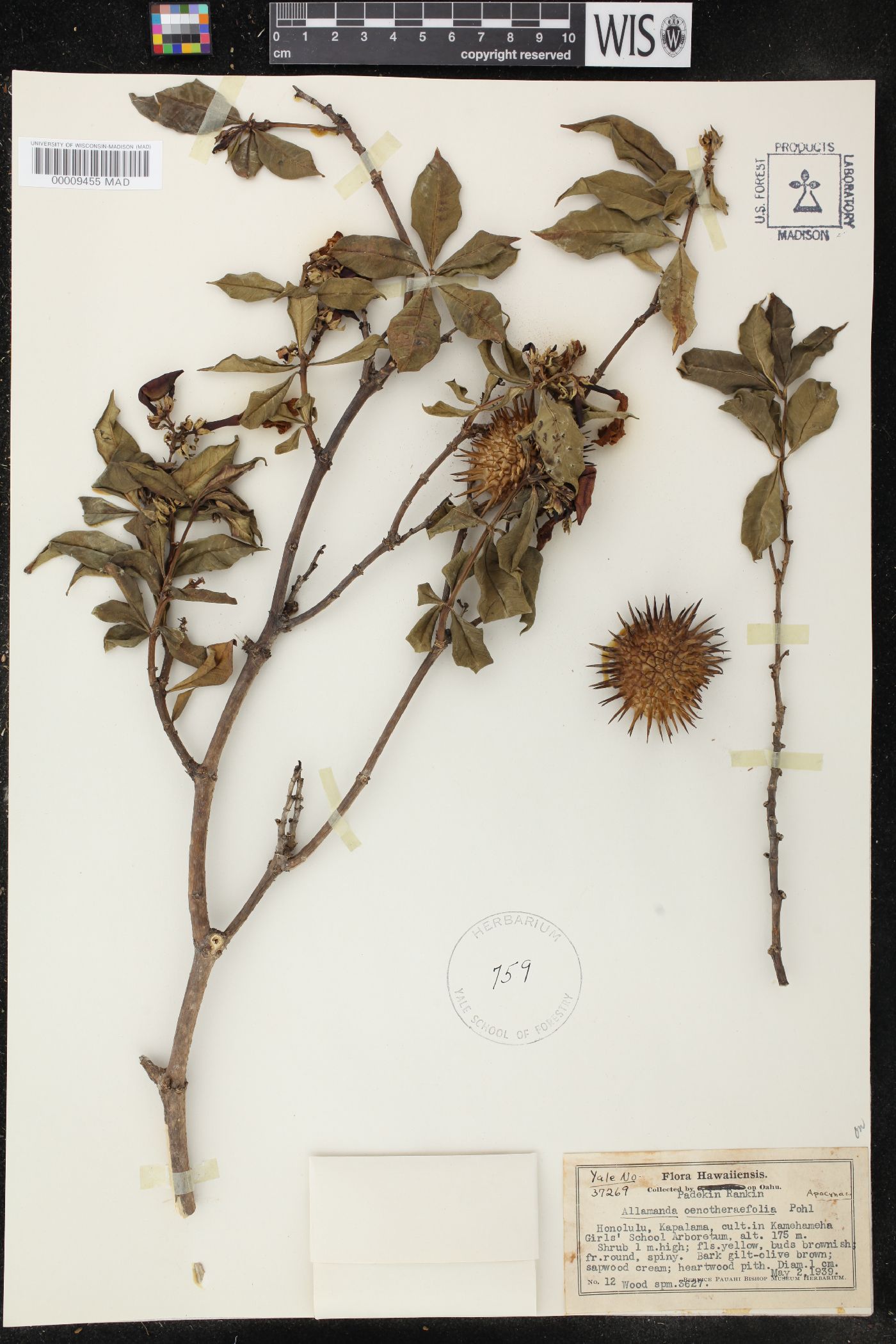 Allamanda oenotherifolia image