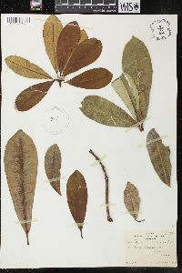 Alstonia congensis image