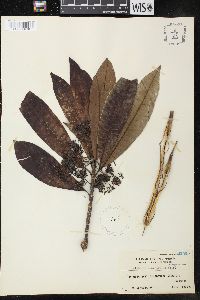 Alstonia macrophylla image