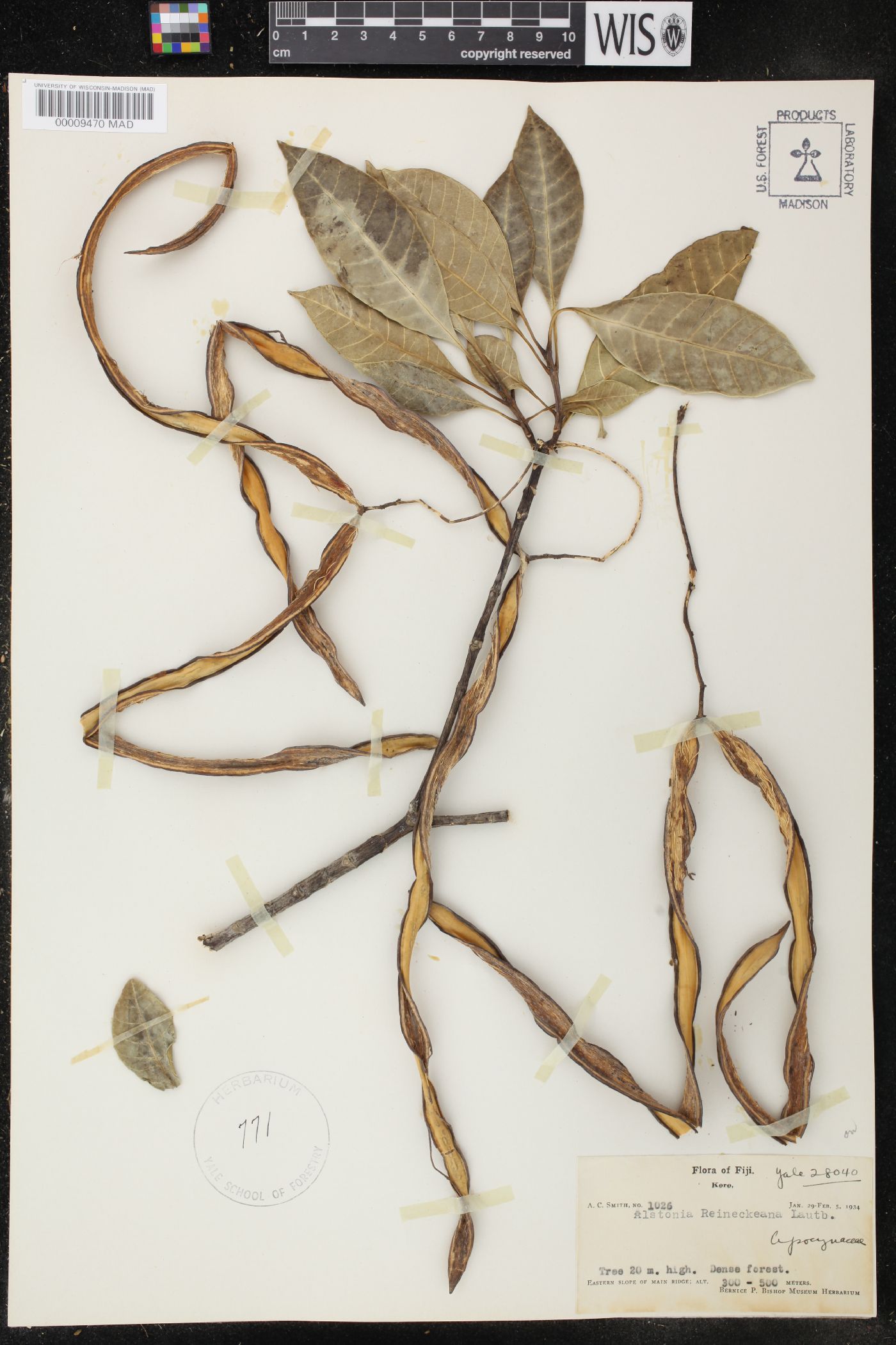 Alstonia image