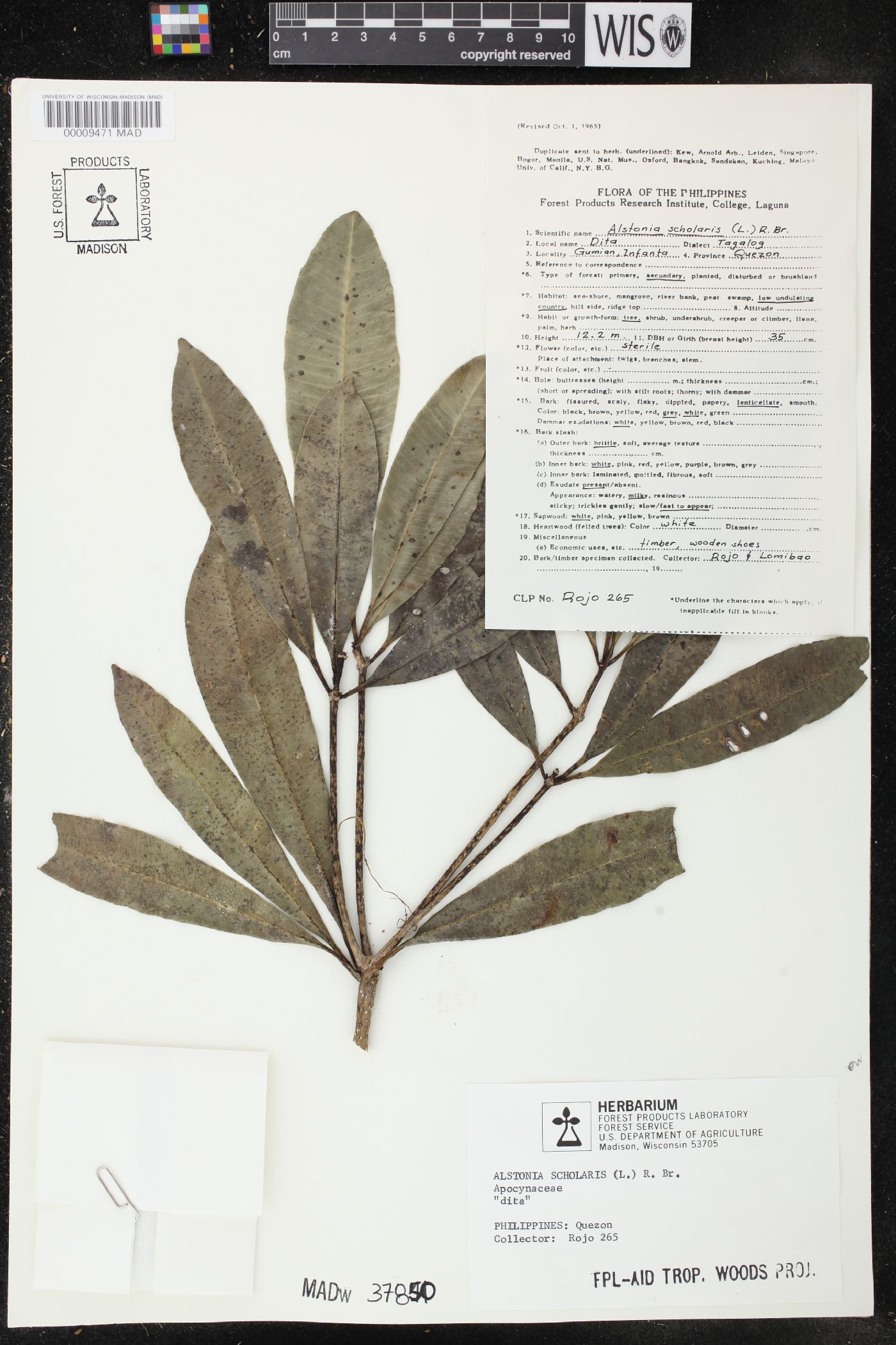 Alstonia scholaris image