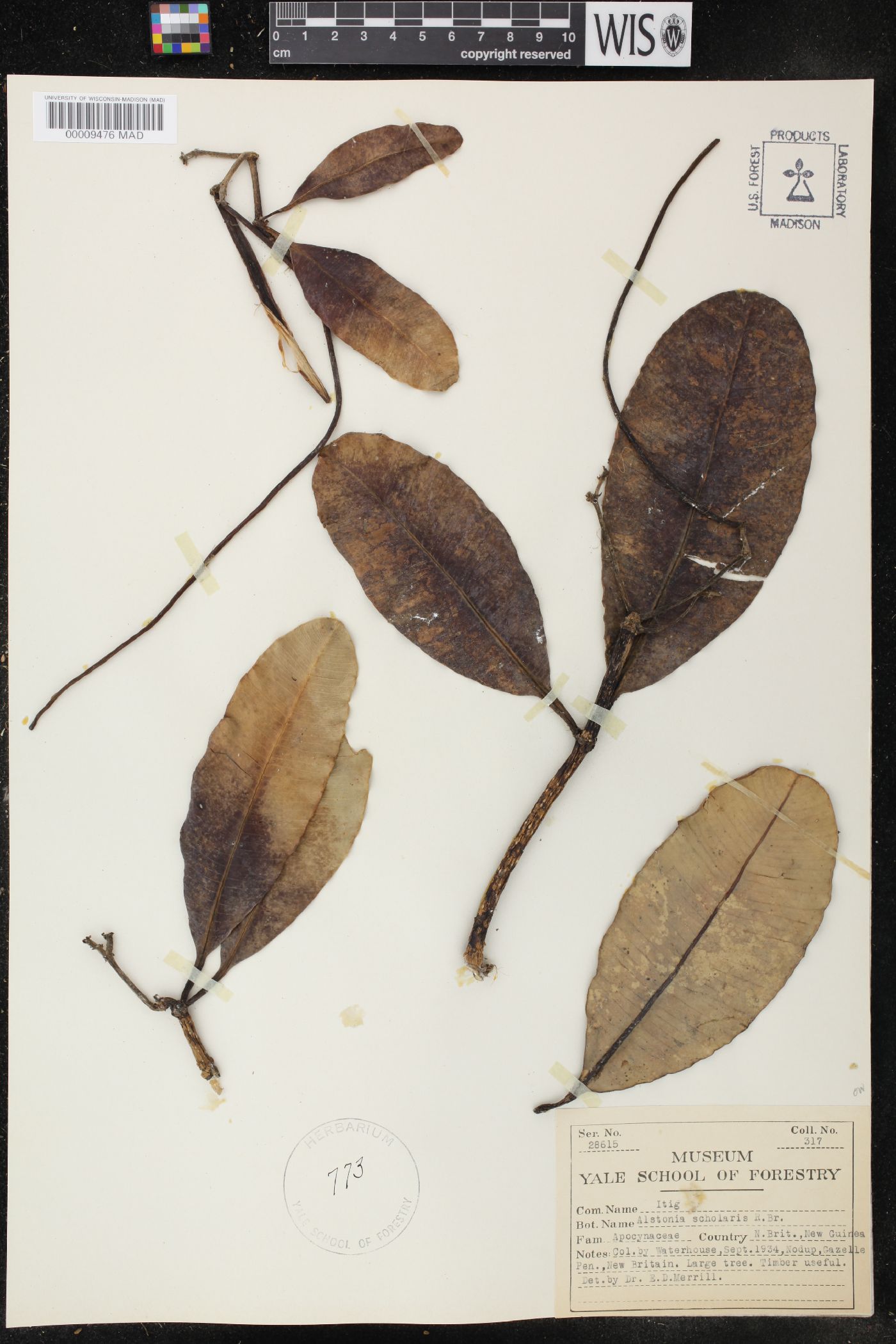 Alstonia scholaris image