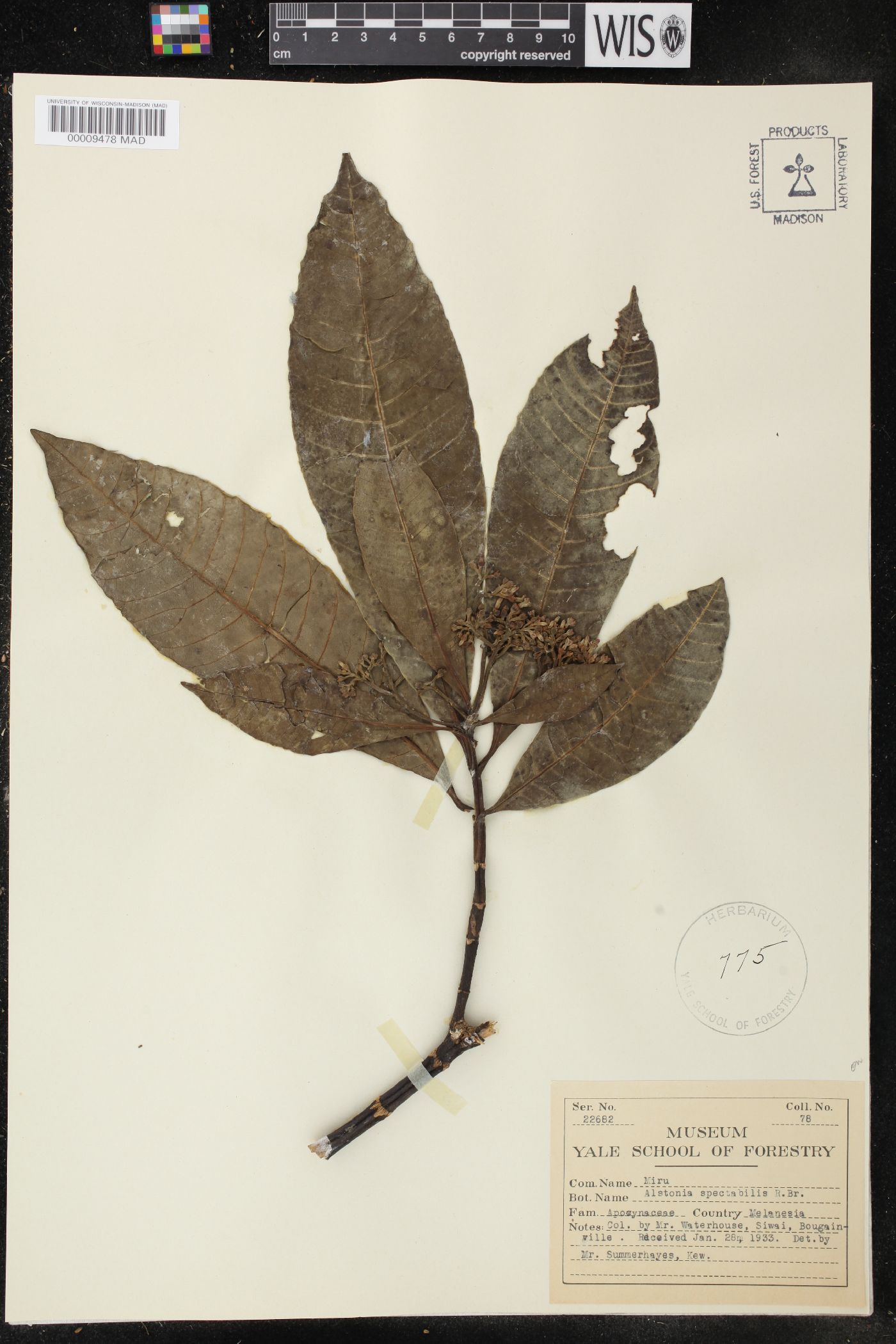 Alstonia spectabilis image