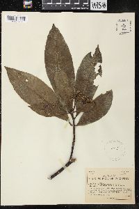 Image of Alstonia spectabilis