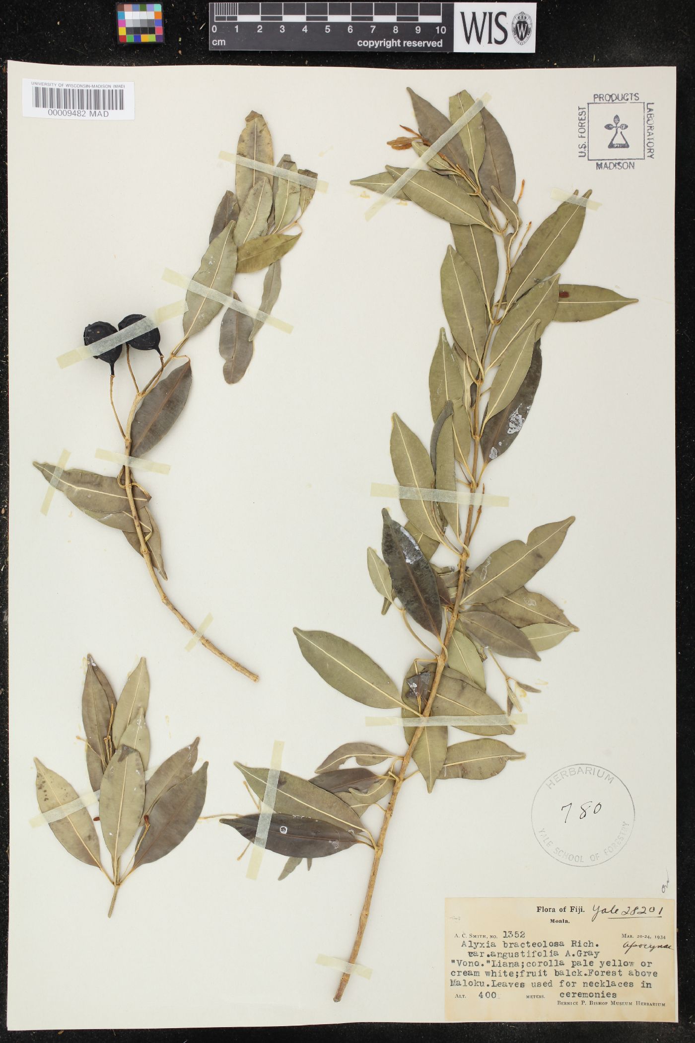 Alyxia bracteolosa var. angustifolia image