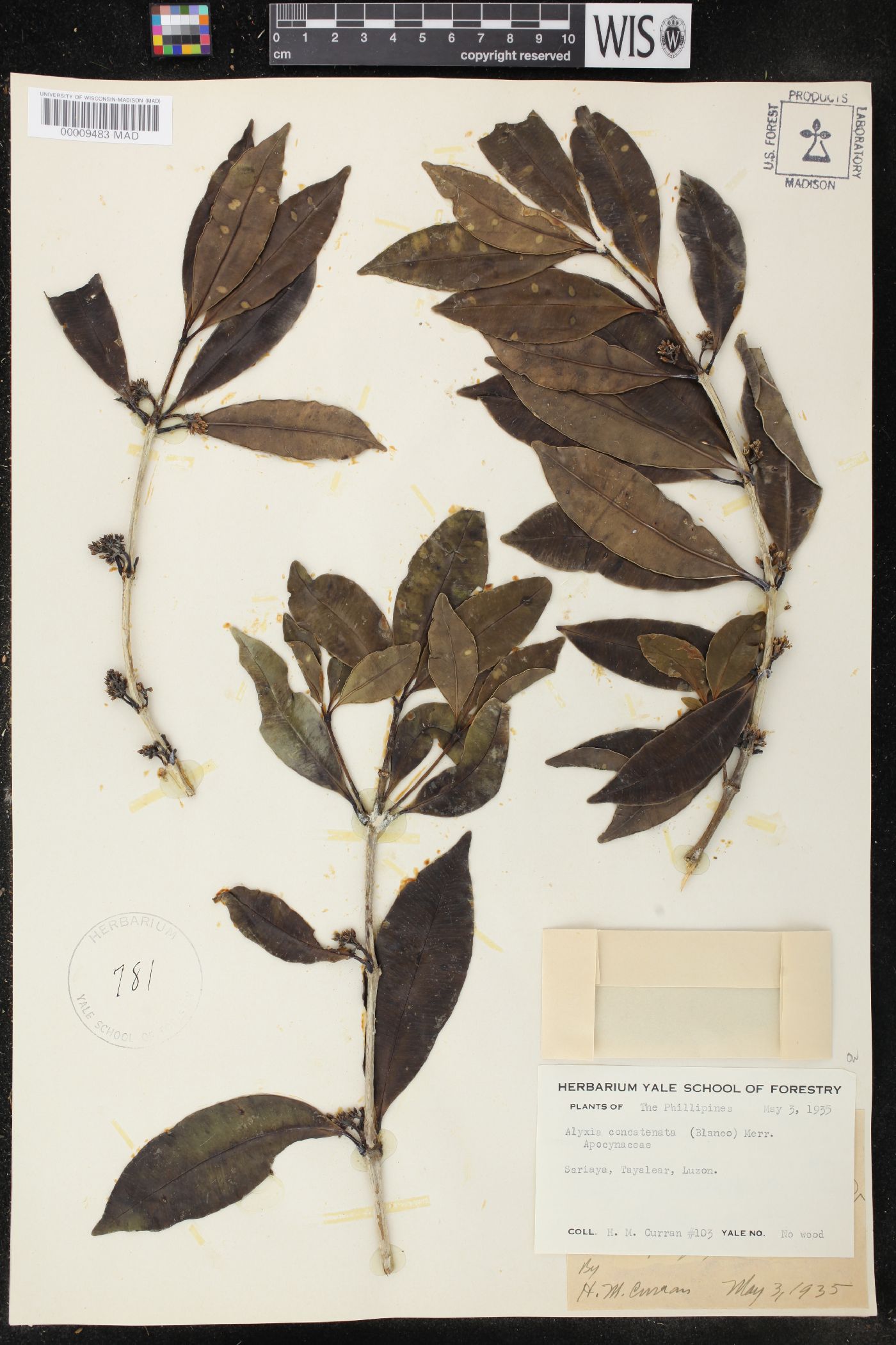 Alyxia concatenata image