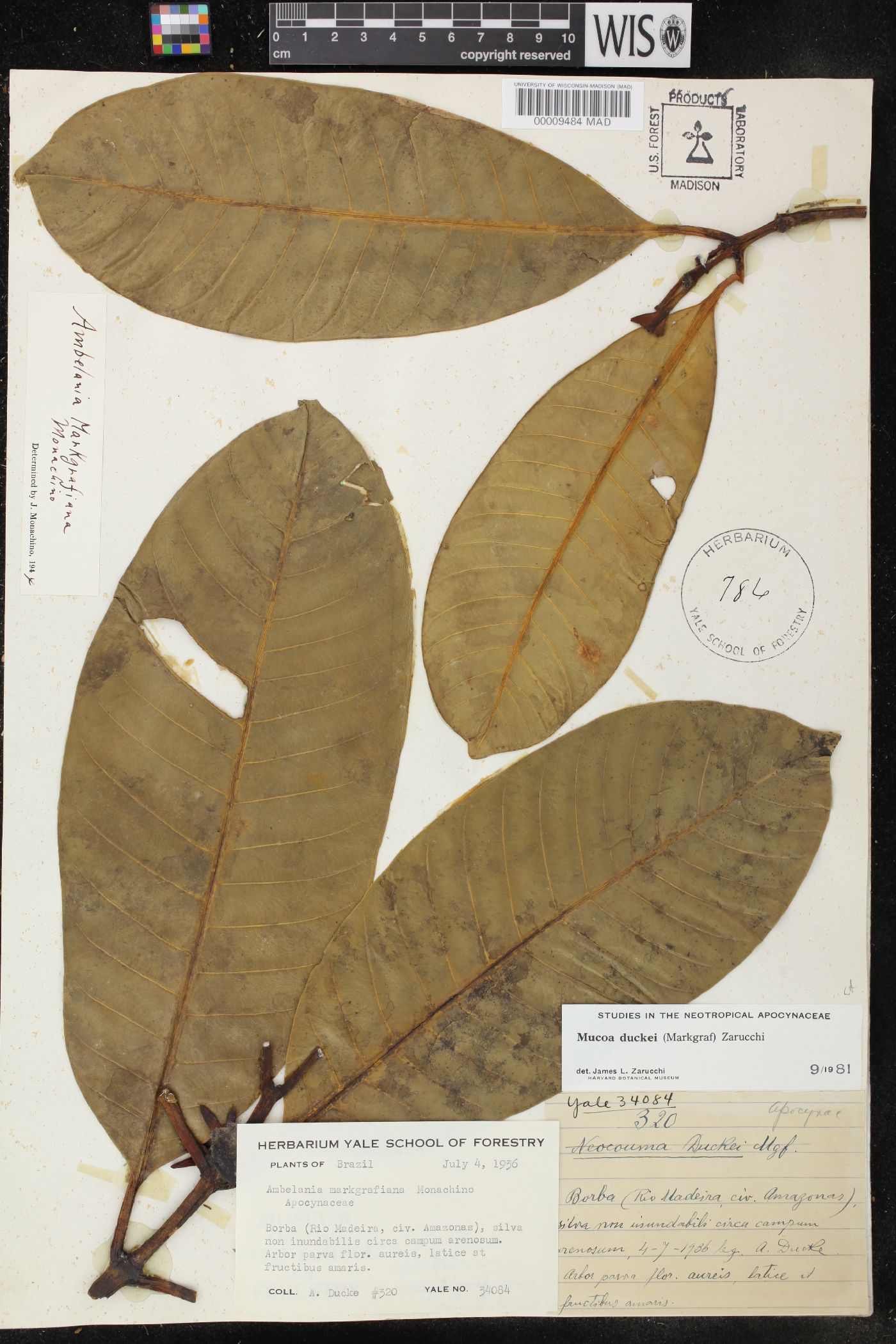 Mucoa duckei image