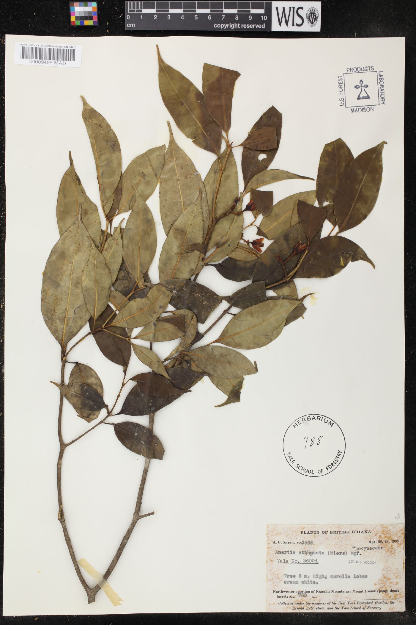 Anartia image