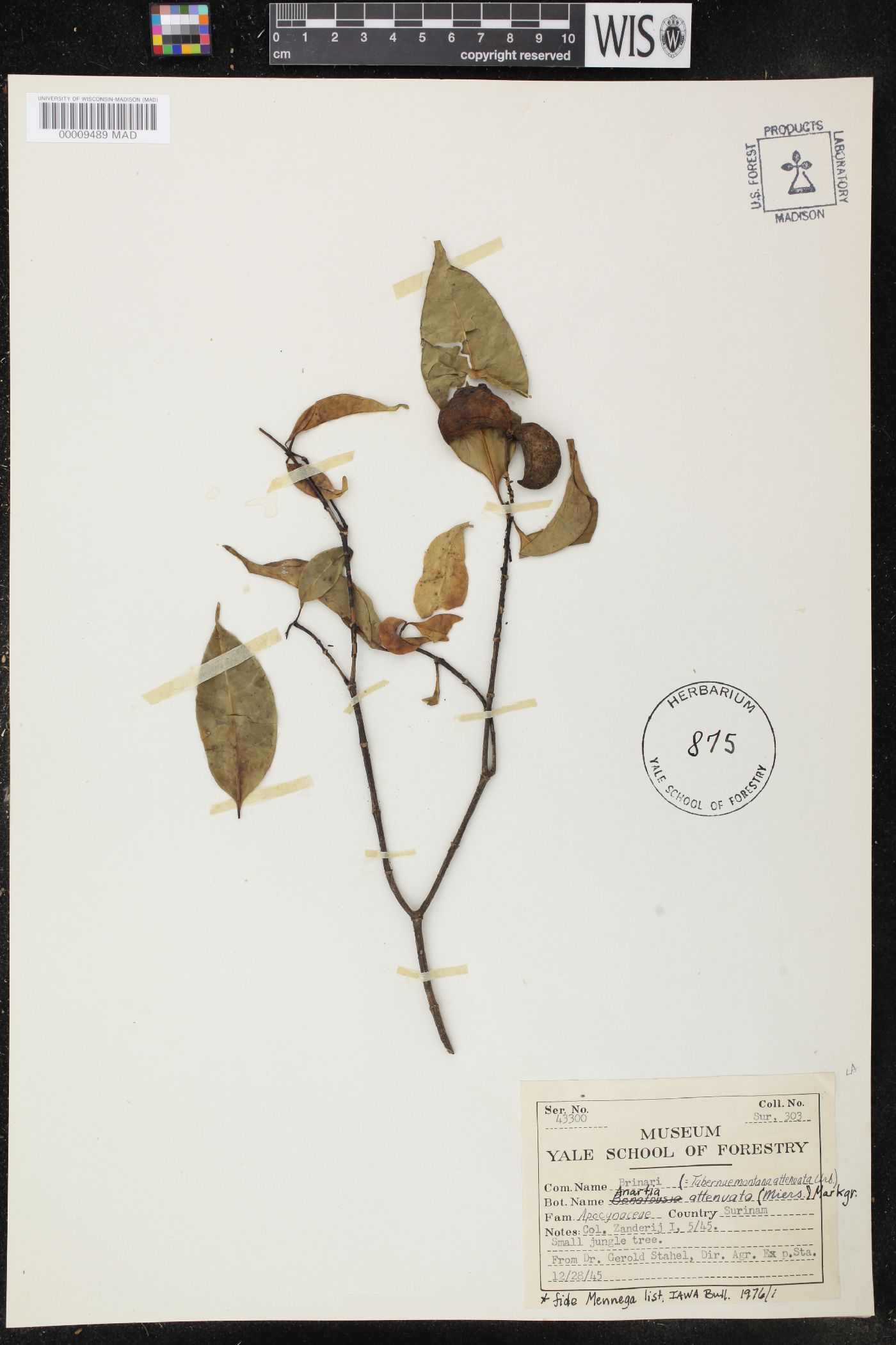 Anartia attenuata image