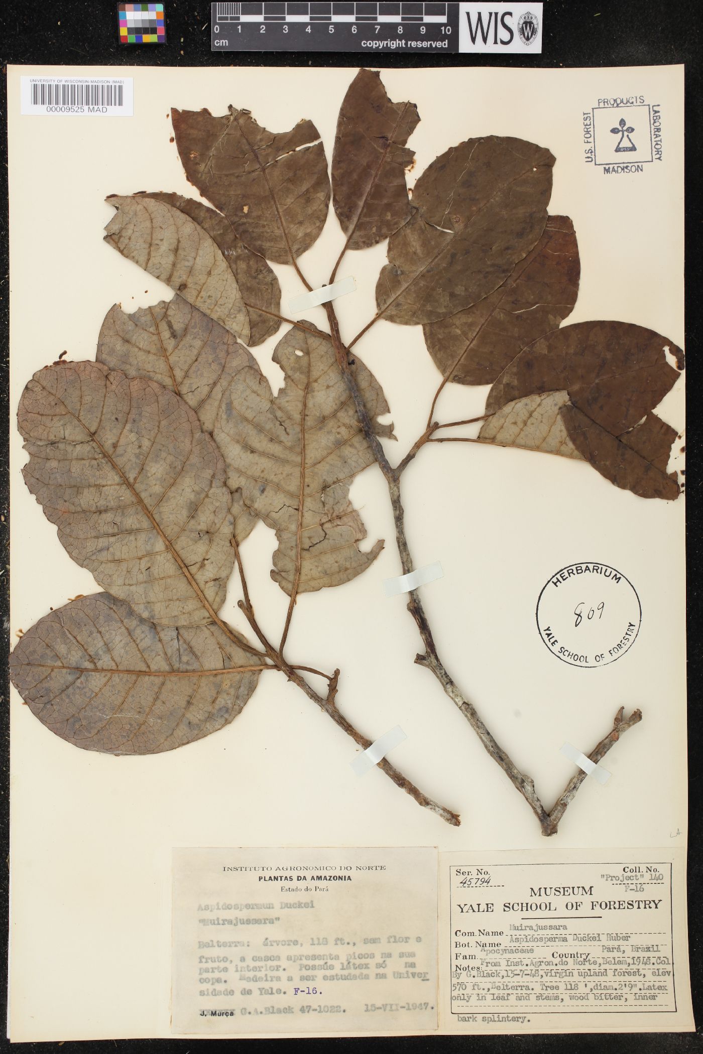 Aspidosperma macrocarpon image