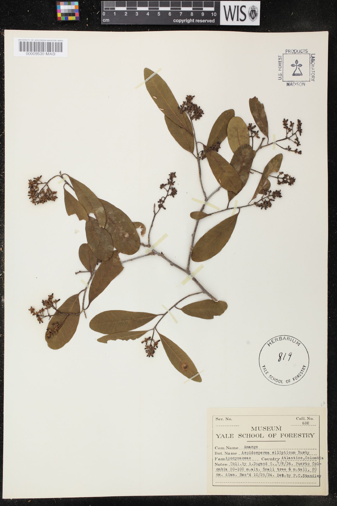 Aspidosperma cuspa image