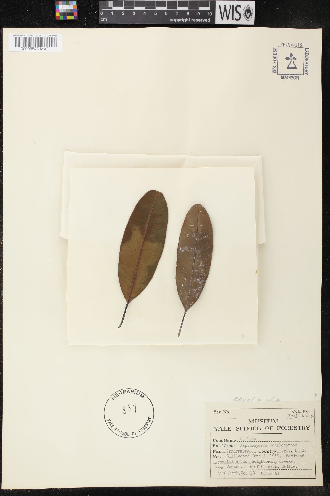 Aspidosperma megalocarpon image