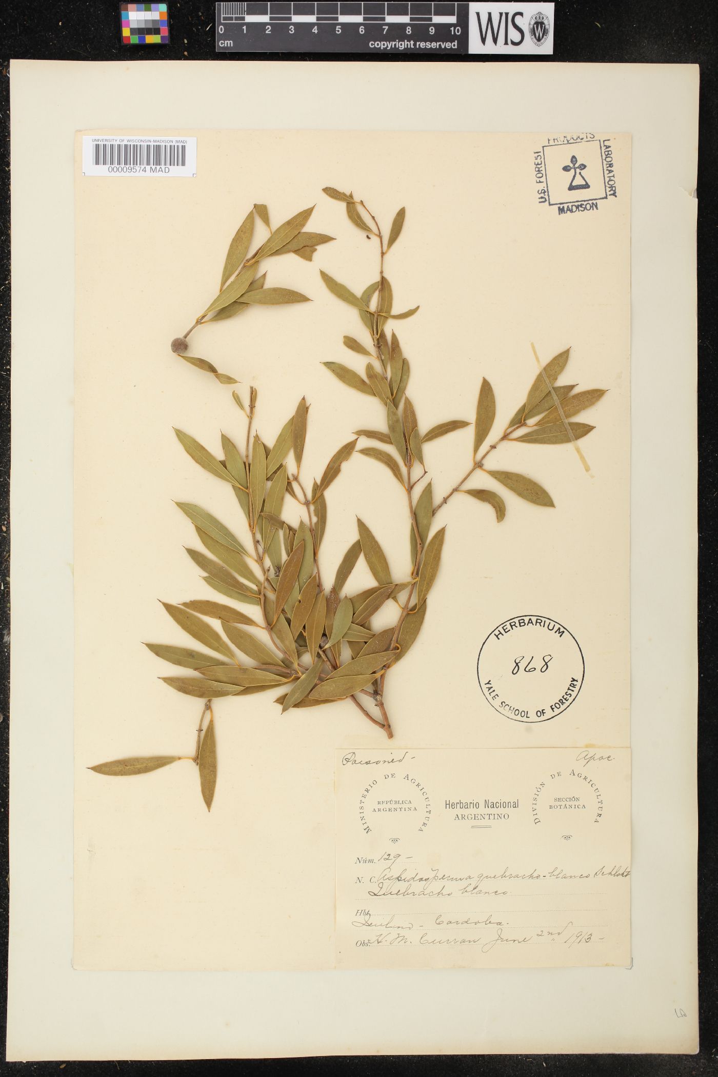 Aspidosperma quebracho-blanco image