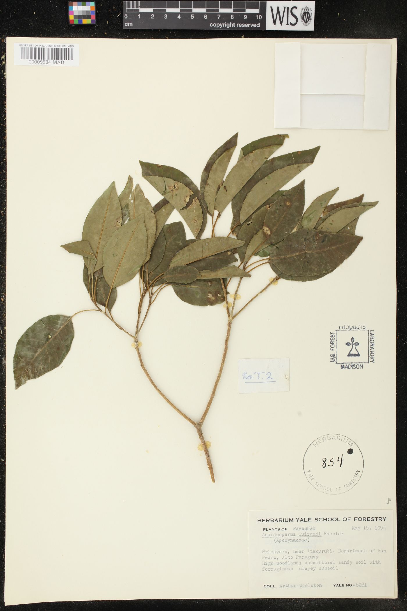 Aspidosperma tomentosum image