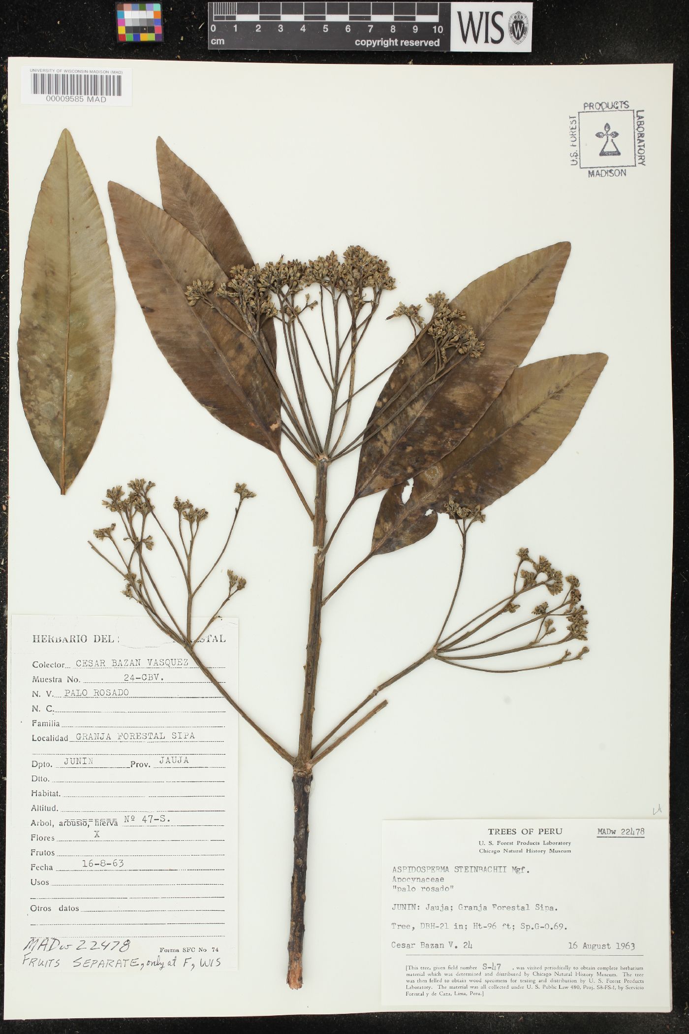 Aspidosperma spruceanum image