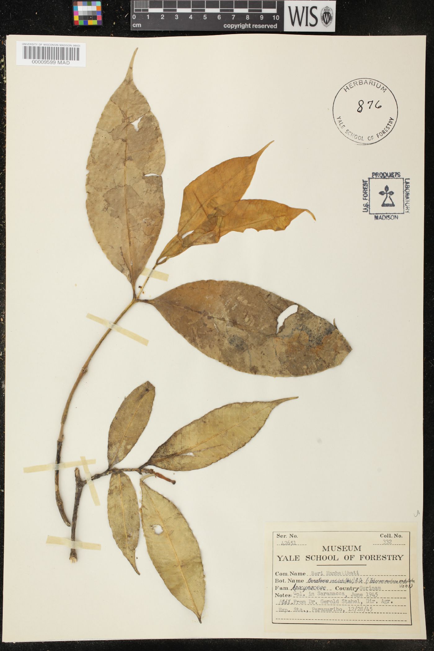 Bonafousia image