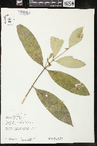 Bonafousia undulata image