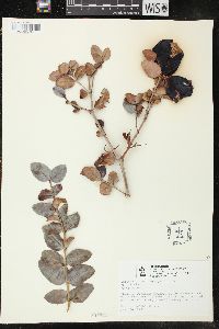 Carissa macrocarpa image