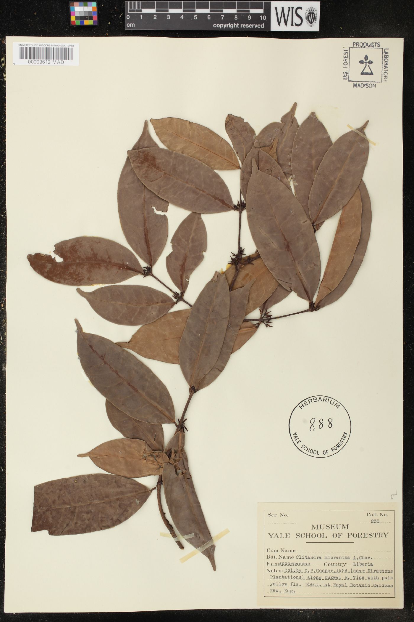 Clitandra micrantha image