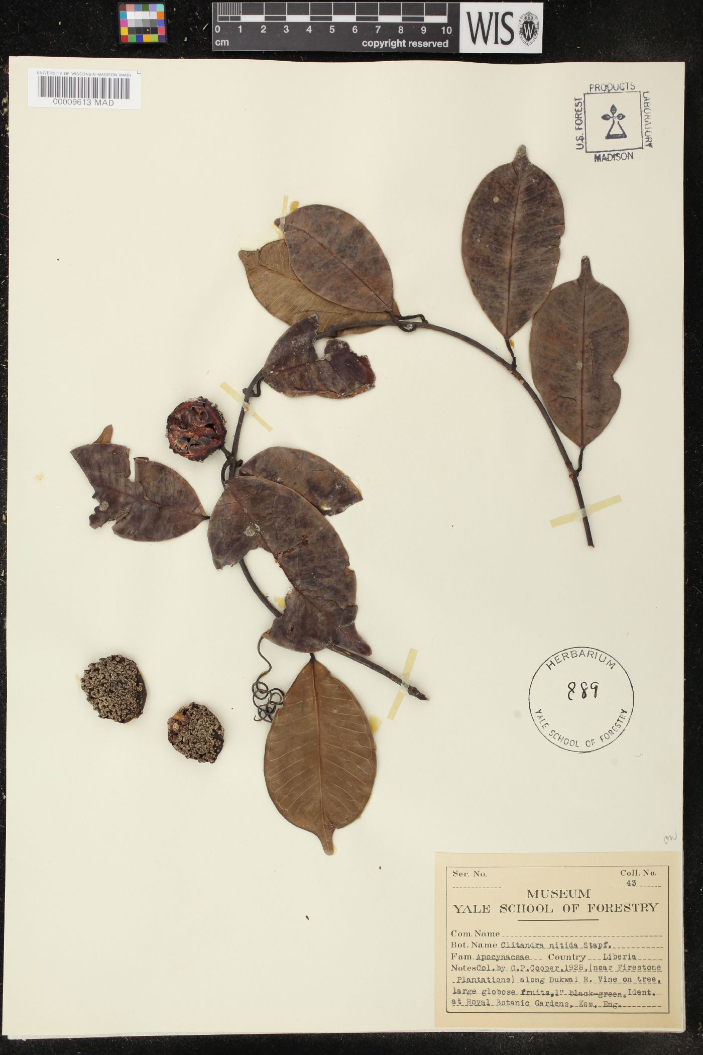 Landolphia nitidula image