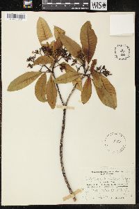 Tabernaemontana elegans image