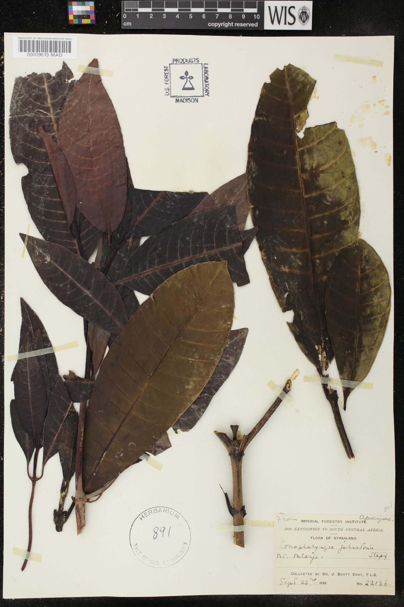Tabernaemontana stapfiana image