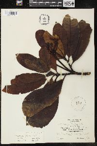 Tabernaemontana stapfiana image