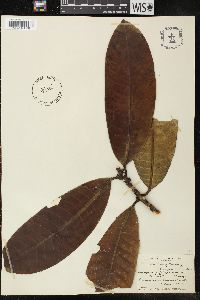 Tabernaemontana stapfiana image