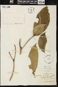 Tabernaemontana penduliflora image