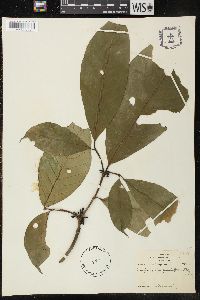 Tabernaemontana penduliflora image