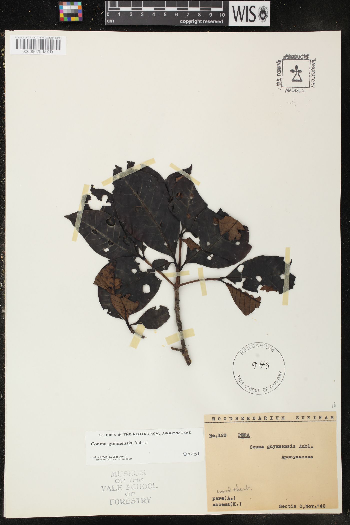 Couma guianensis image