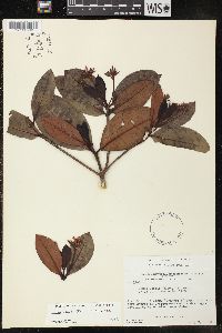 Couma utilis image