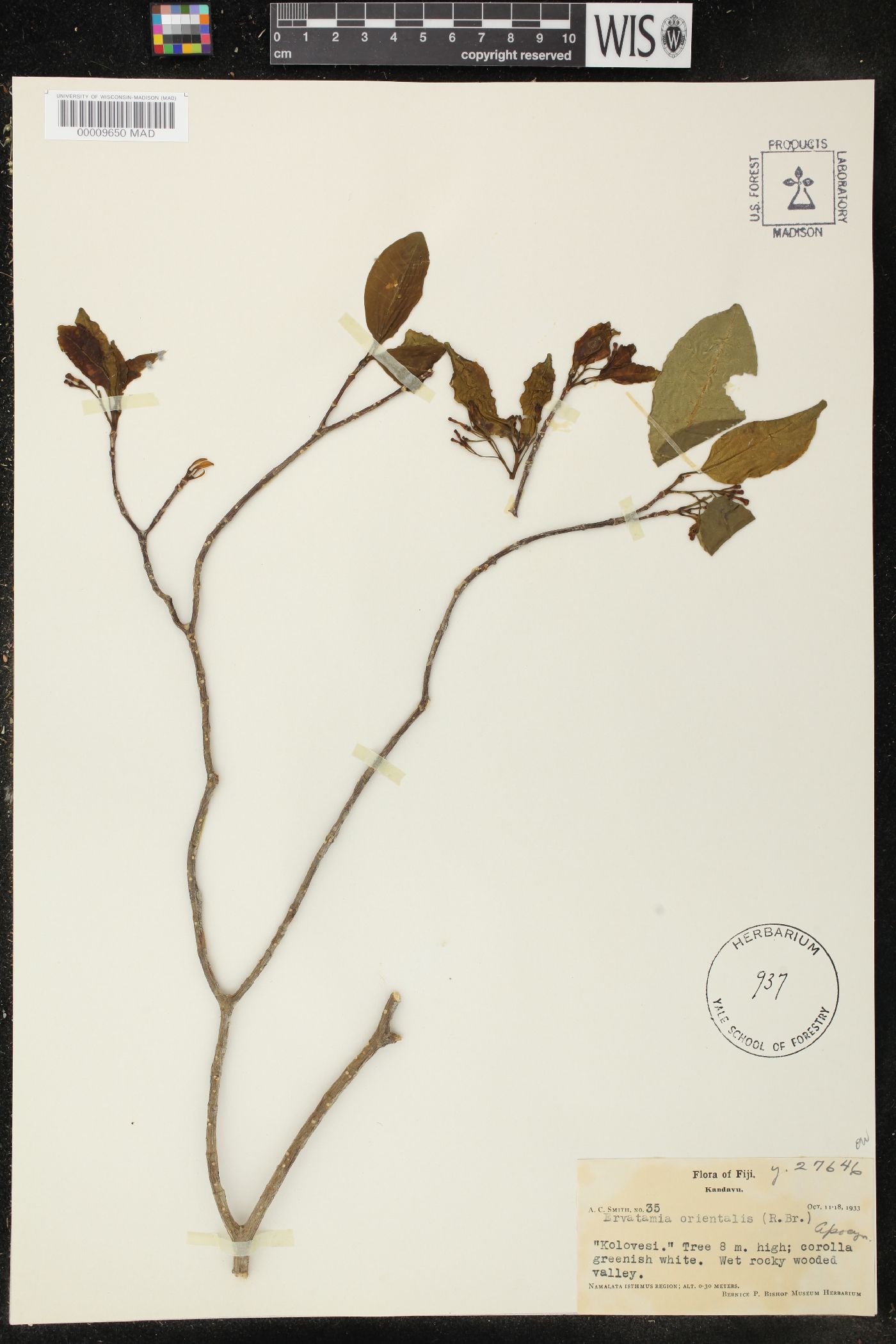 Ervatamia orientalis image