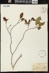 Ervatamia orientalis image