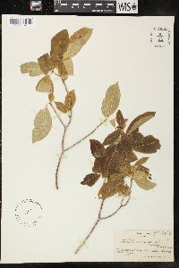 Ervatamia orientalis image