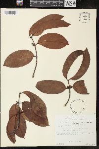 Image of Forsteronia laurifolia