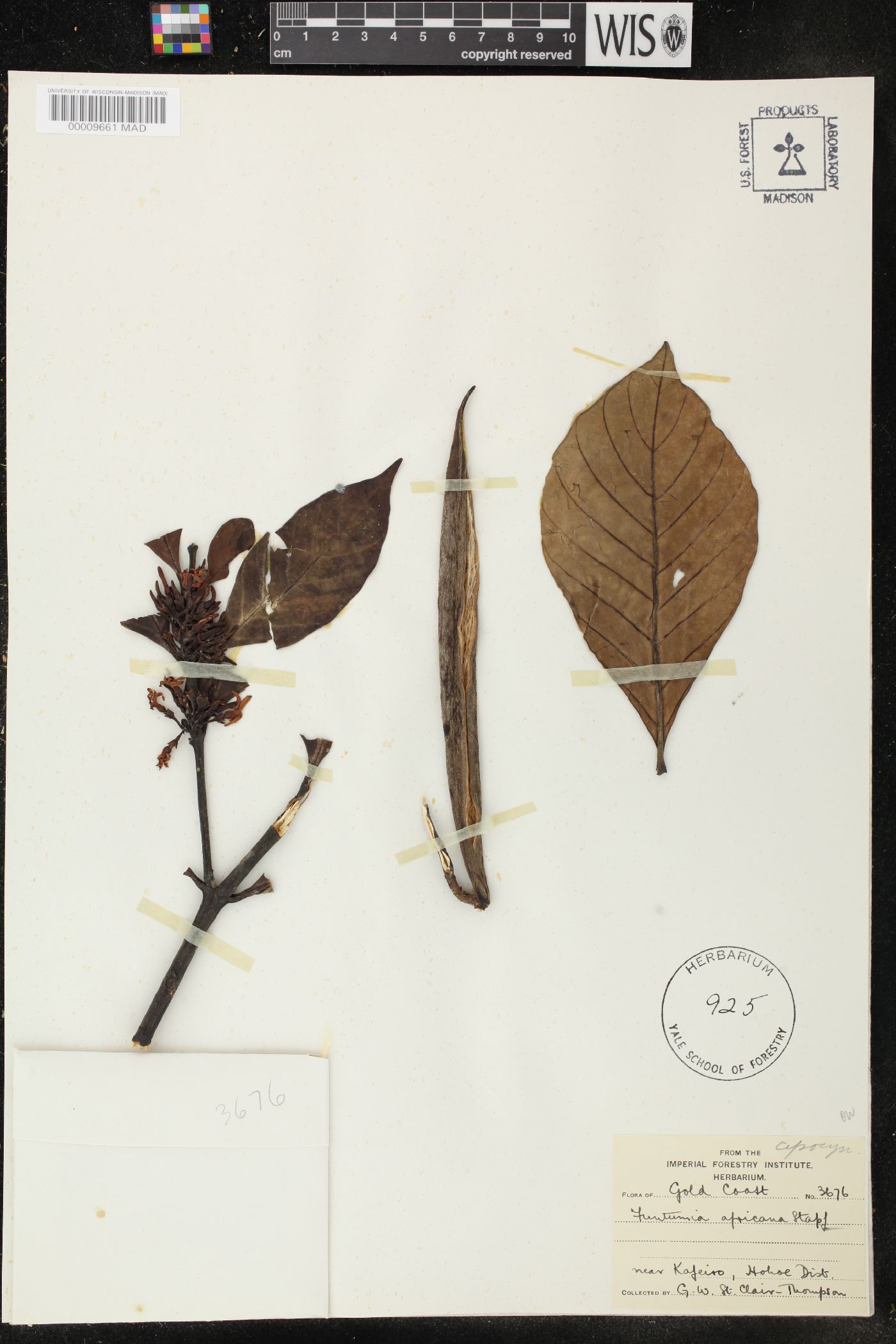 Funtumia africana image