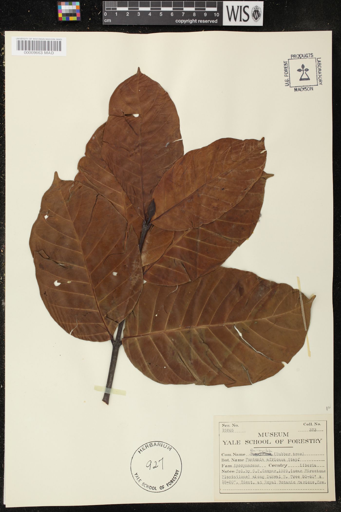 Funtumia africana image