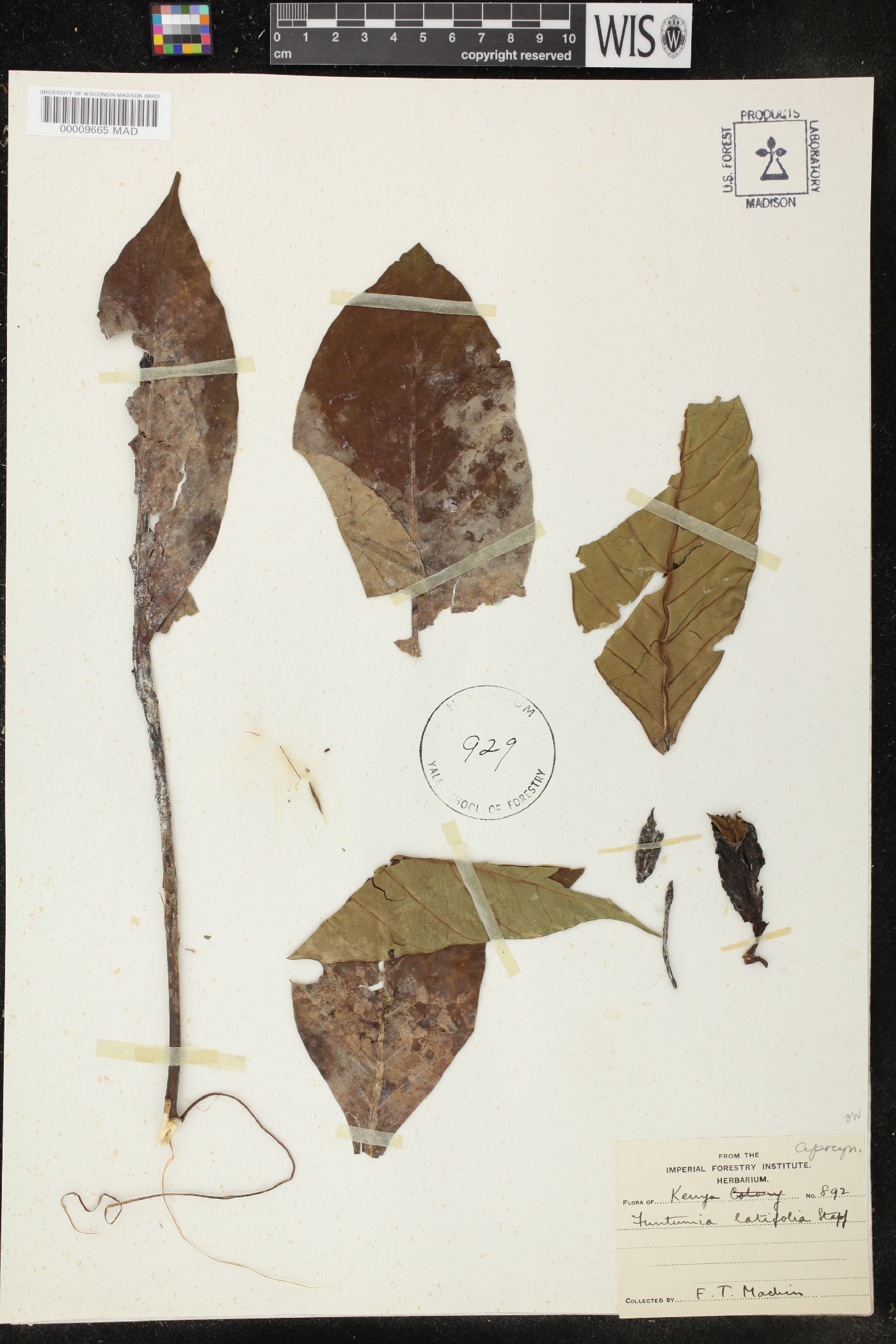 Funtumia latifolia image