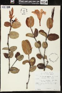 Galactophora crassifolia image