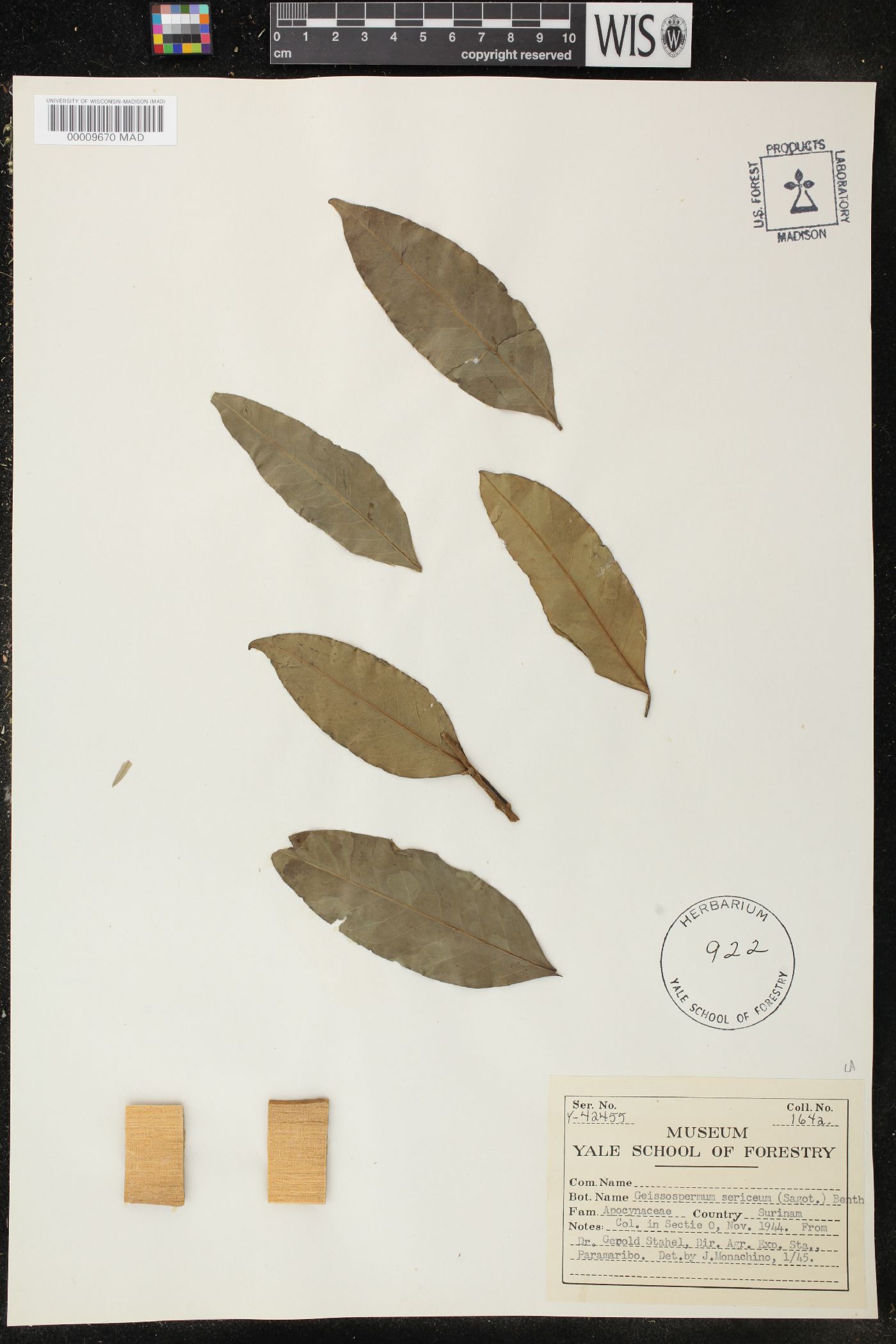 Geissospermum sericeum image
