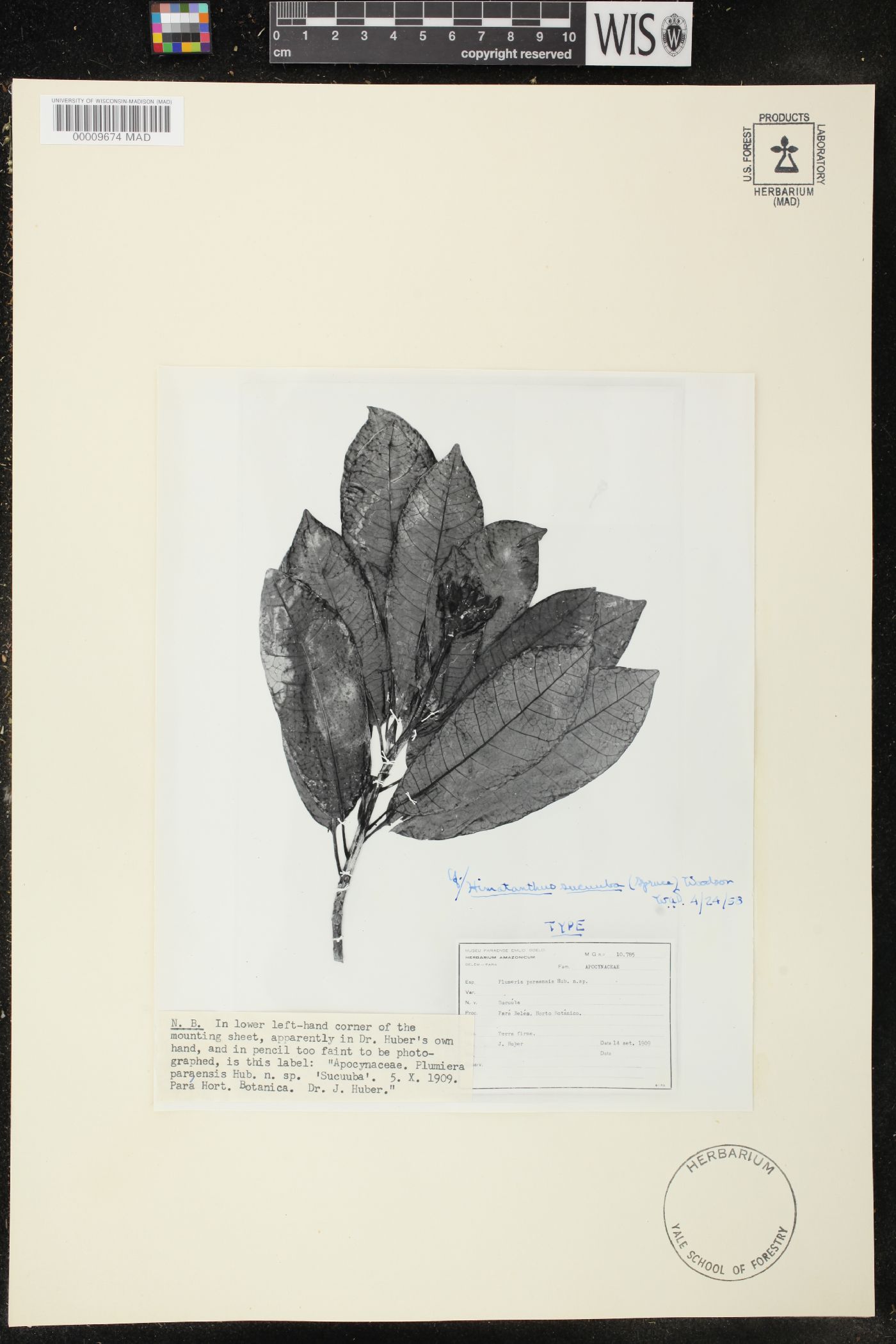 Himatanthus sucuuba image