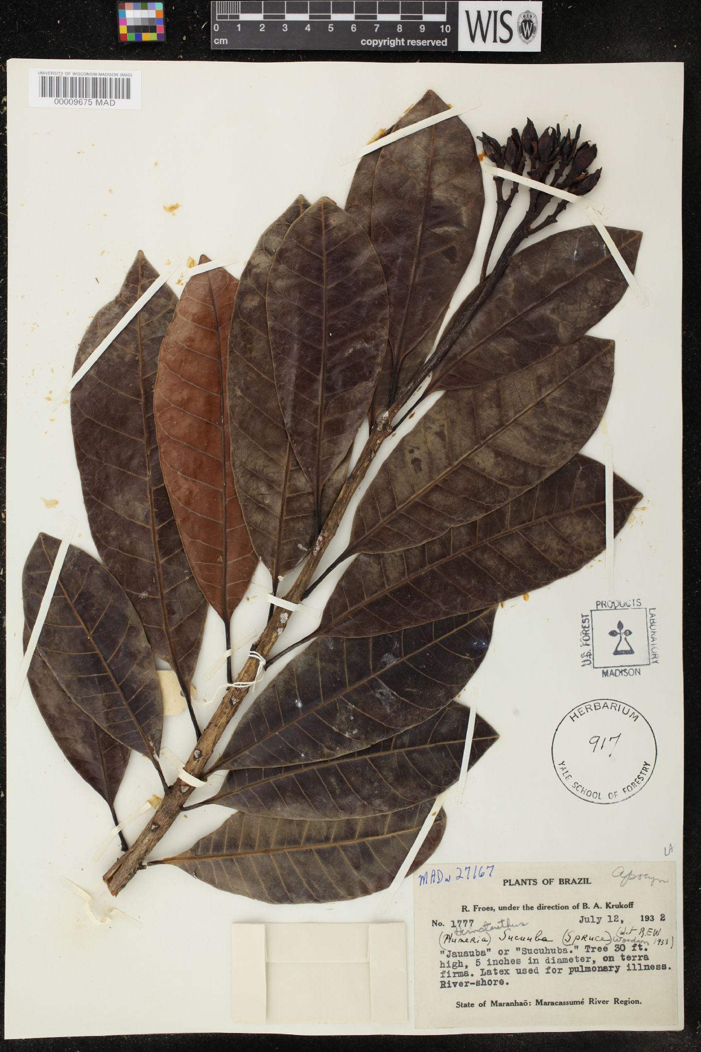 Himatanthus sucuuba image
