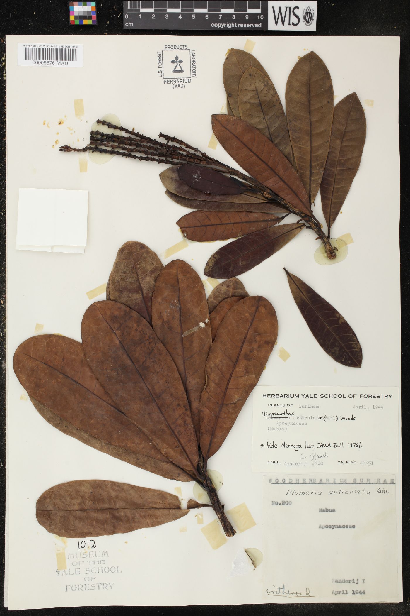 Himatanthus articulatus image