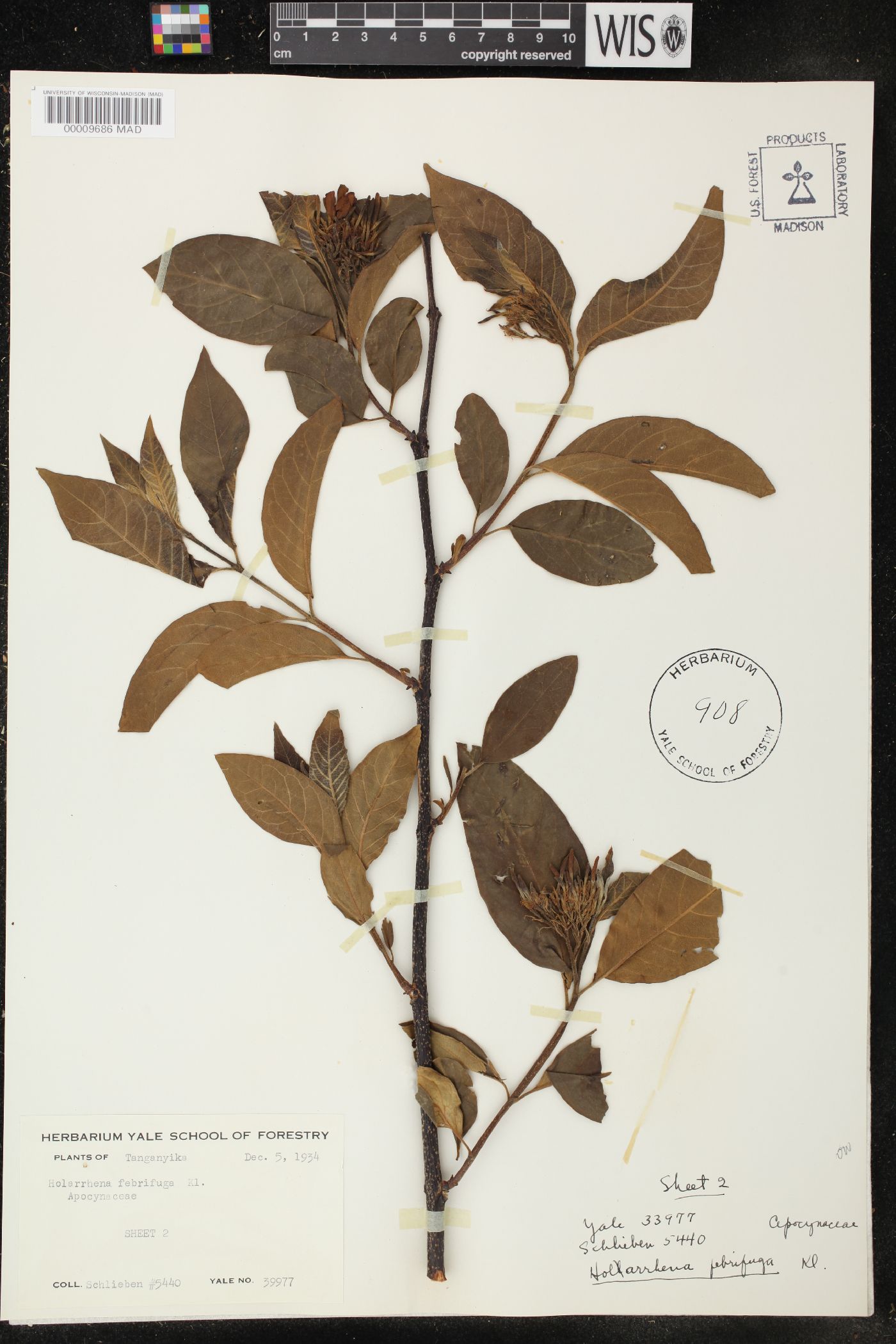 Holarrhena febrifuga image