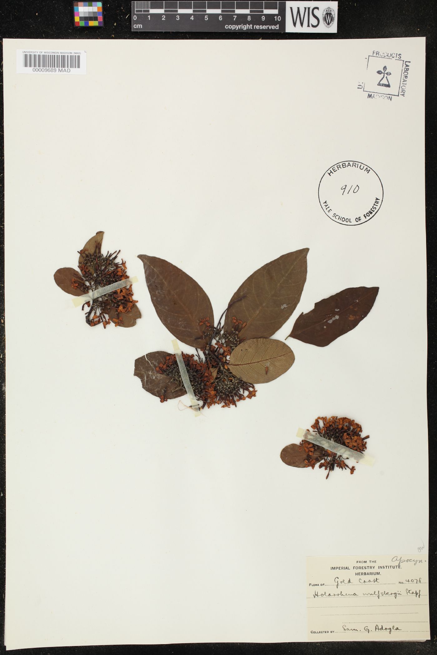 Holarrhena wulfsbergii image