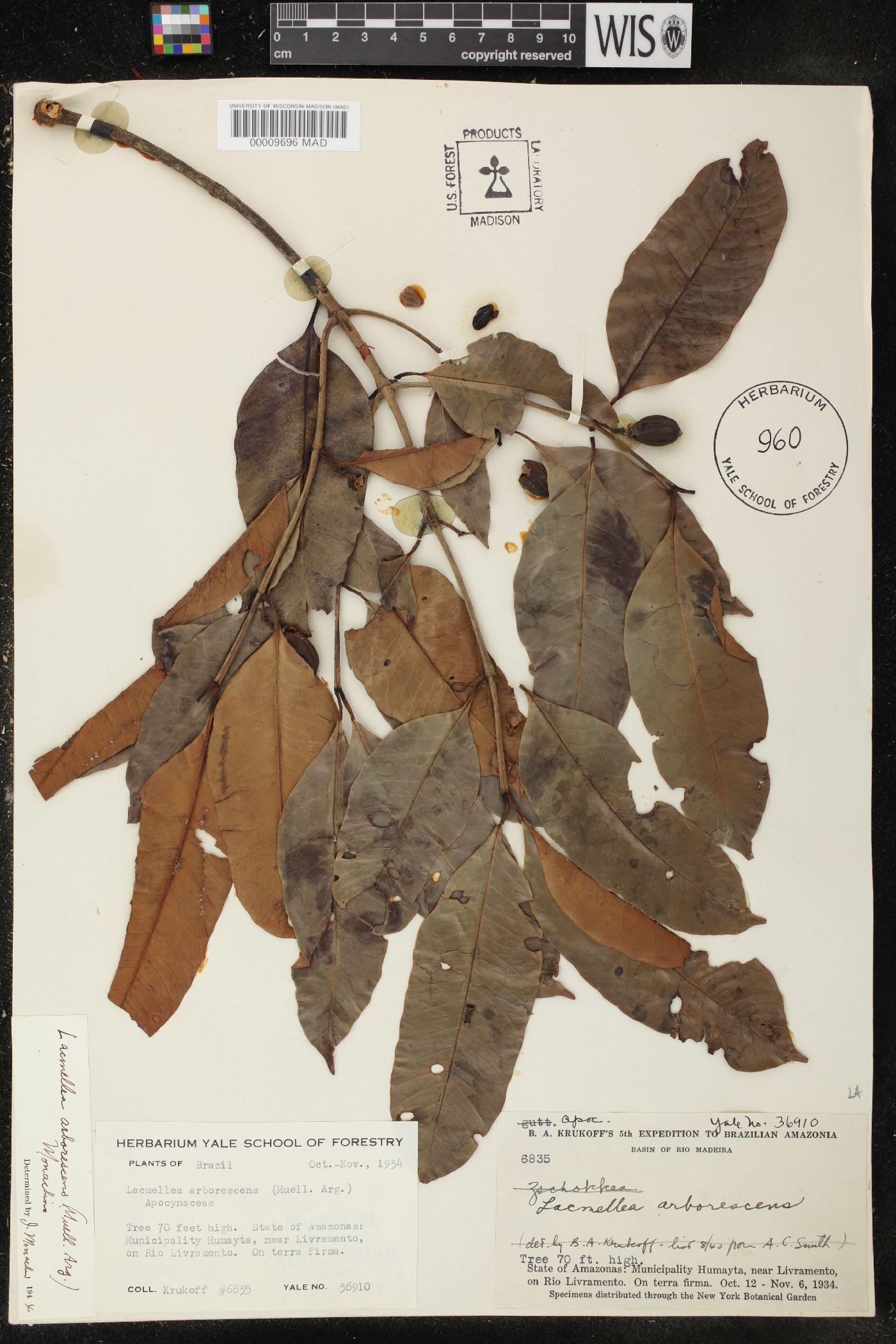 Lacmellea arborescens image
