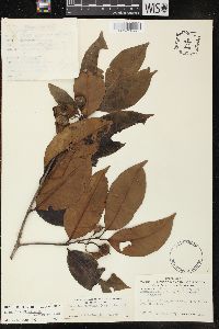 Lacmellea floribunda image