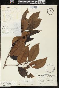 Lacmellea floribunda image